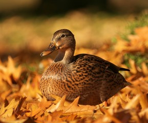 Ente im Herbst