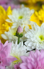 The chrysanthemum Bud on the background of the bouquet