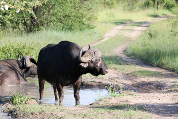 Naklejka na ściany i meble Buffalo in the mud. Kruger Nacional park,South Africa.
