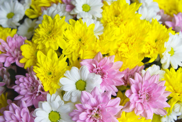 Bouquet of chrysanthemums