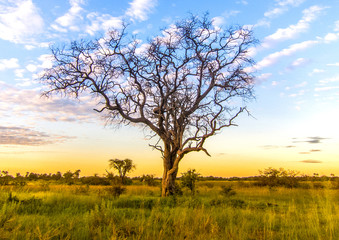 Fototapeta na wymiar Safari in Botswana