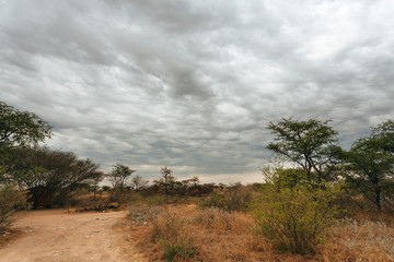 Fototapeta na wymiar Kalahari desert 
