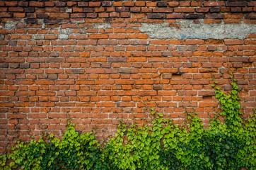 Vintage red brick wall background overgrown with ivy