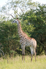 Giraffe eats in its natural environment. Kruger National Park, South Africa.