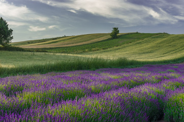 Fototapeta na wymiar Blooming lavender and crop fields in Little Poland, under blue cloudy sky