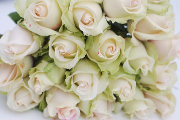 Close-Up of Pastel pink and white Roses. flower background. Vintage toned.