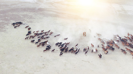 Top view aerial photo from drone of a plain with beautiful horses in sunny summer day in Turkey....