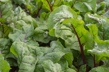 dew on the leaves of chard