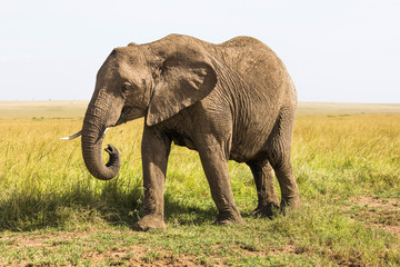 Fototapeta na wymiar Safari Elephants in the Masai Mara