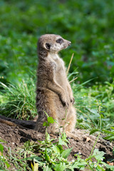Meerkat or suricate (Suricata suricatta), small carnivoran belonging to the mongoose family (Herpestidae)