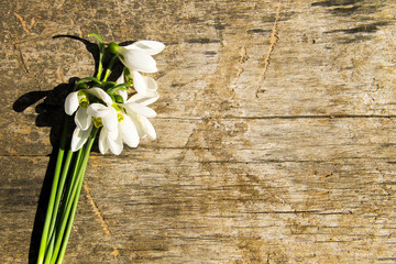 Bouquet of white snowdrops on wooden background