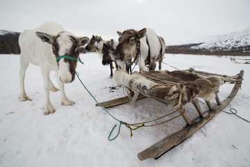 Several deer tethered to the sled. Polar Urals. Russia.