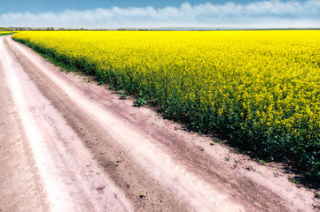 Field of bright yellow rapeseed with rural road in spring. Rapeseed (Brassica napus) oilseed rape, rapa, rappi, rapaseed. - 176766193