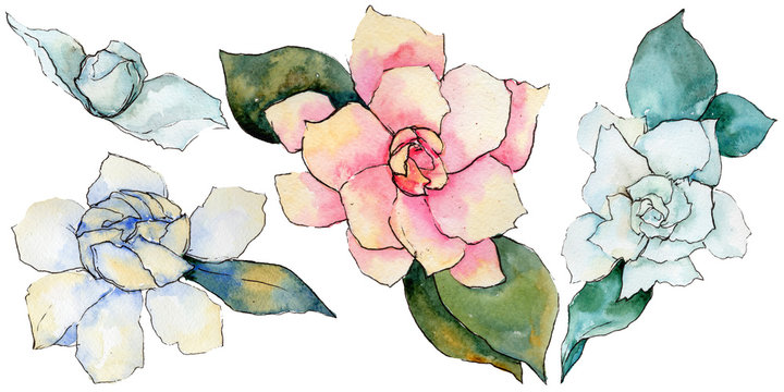Gardenia Watercolor Images – Browse 376 Stock Photos, Vectors, and Video |  Adobe Stock