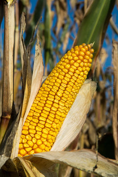 Ripe yellow organic corn ear ready to harvest