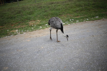 Ostrich on a Gravel Road