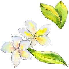 Wildflower gardenia flower in a watercolor style isolated. Full name of the plant: yellow gardenia. Aquarelle wild flower for background, texture, wrapper pattern, frame or border.