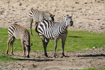 Obraz na płótnie Canvas Zebras, horse family animal, lives in grasslands, savannas, woodlands, thorny scrublands, mountains, and coastal hills