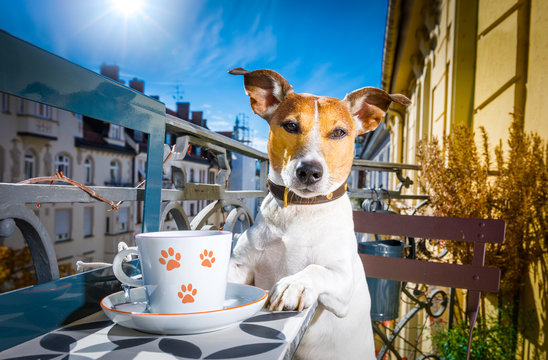dog having a coffee break