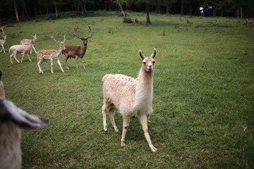 Hungry Brown and White Llama