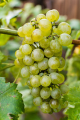 White wine grapes riesling, ready to harvest and making wine