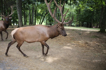 Elk Bull	