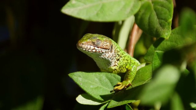 European green lizard closeup (lacerta viridis)