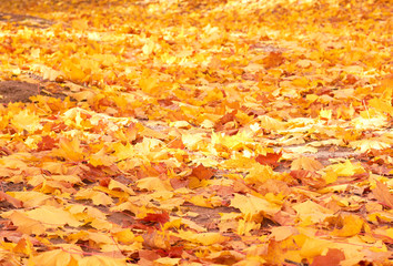 Background of yellow autumn maple leaves