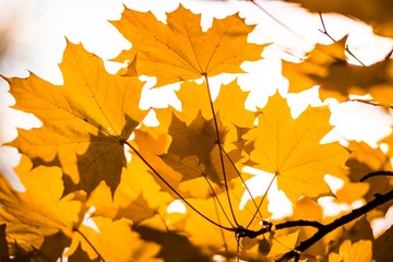Naklejka na ściany i meble autumn maple leaves 