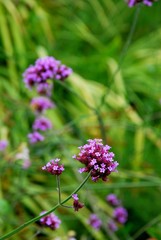 Verveine de Buenos Aires (Verbena bonariensis)