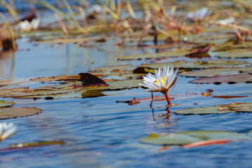 Water lily