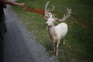 Fototapeta premium White Albino Buck Deer