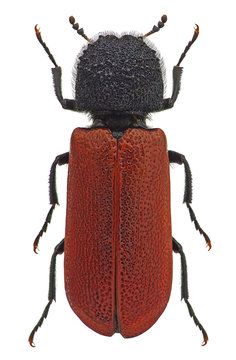 Bostrichus capucinus, a wood boring beetle