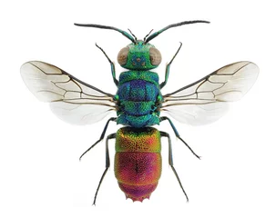 Foto op Plexiglas Beautiful cuckoo wasp Chrysis comta, from Europe © Marco Uliana