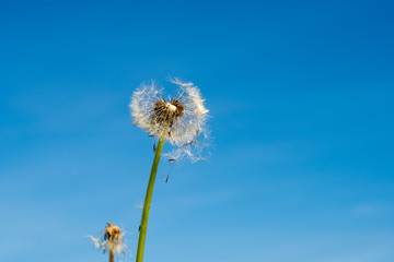 Closeup of dandelion blowball, seeds flower head, blue sky background