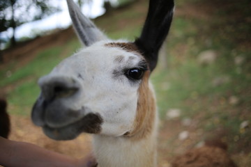 Brown and White Spotted Llama