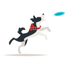 border collie dog running Frisbee 