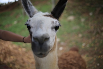 Fototapeta premium Brown and White Spotted Llama