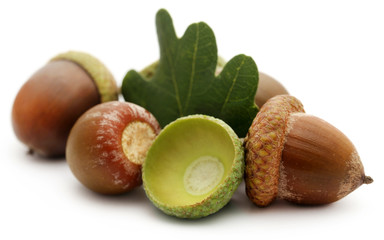 Closeup of acorn © Swapan