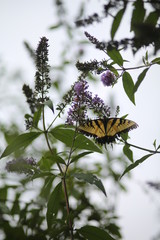 Monarch Butterfly Pollinating Purple Flowers