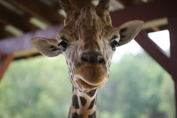 Giraffe in Captivity in a Zoo © holly