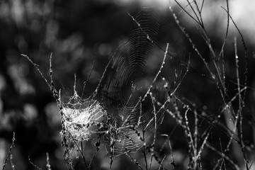 Altweibersommer Spinnweben schwarz weiss