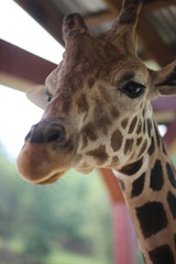 Giraffe in Captivity in a Zoo