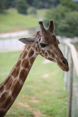 Giraffe in Captivity in a Zoo