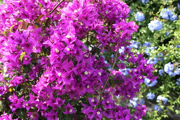 fiori viola e azzurri