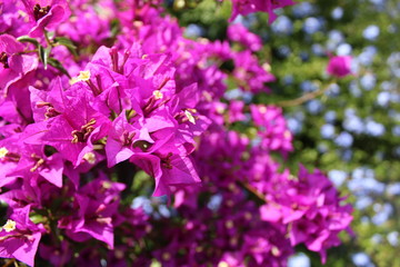 fiori viola e azzurri