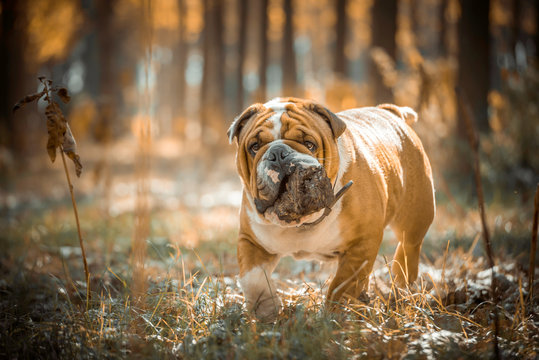 English bulldog holding wood in his mouth in nature,selective focus
