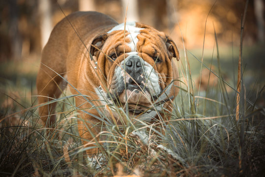 Portrait of English bulldog in nature,selective focus and Autumn background