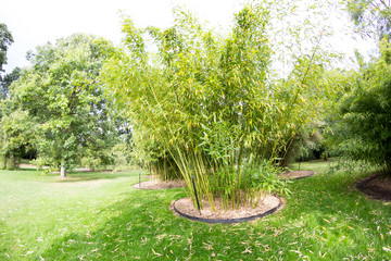 Fototapeta premium Bamboo plants with details in Royal Kew Gardens, London 