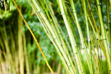 Naklejka premium Bamboo plants with details in Royal Kew Gardens, London 